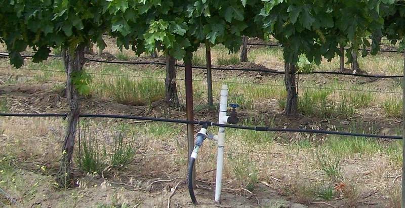 A drip irrigation valve and line running through a vineyard row