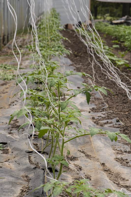 Young tomato plants staked in rows on a farm