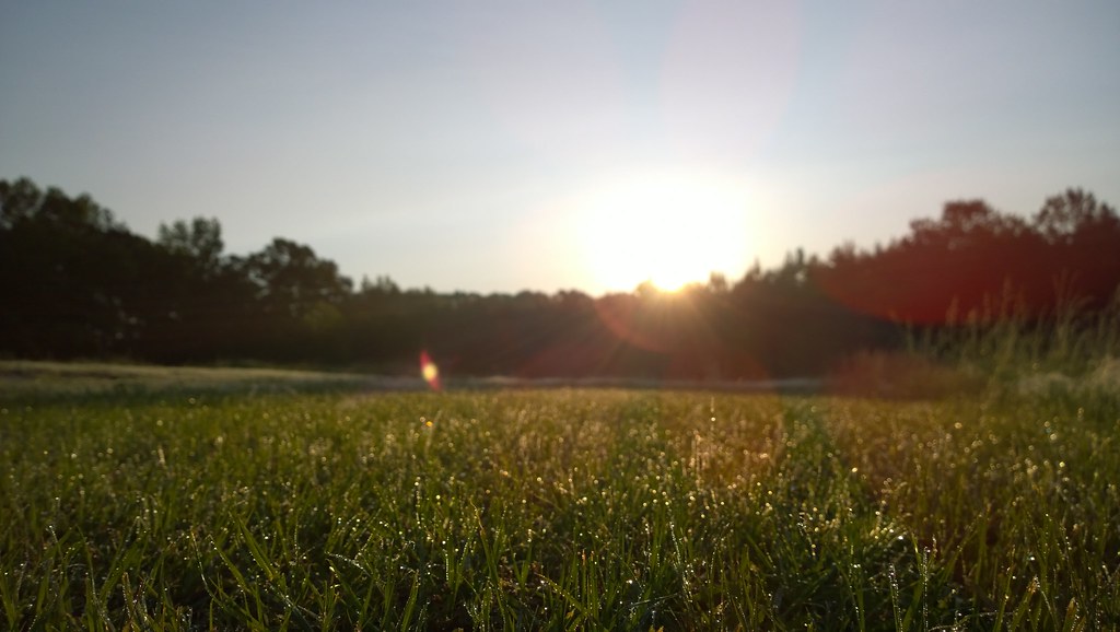 Sunrise over a green field, sun rays through the treeline